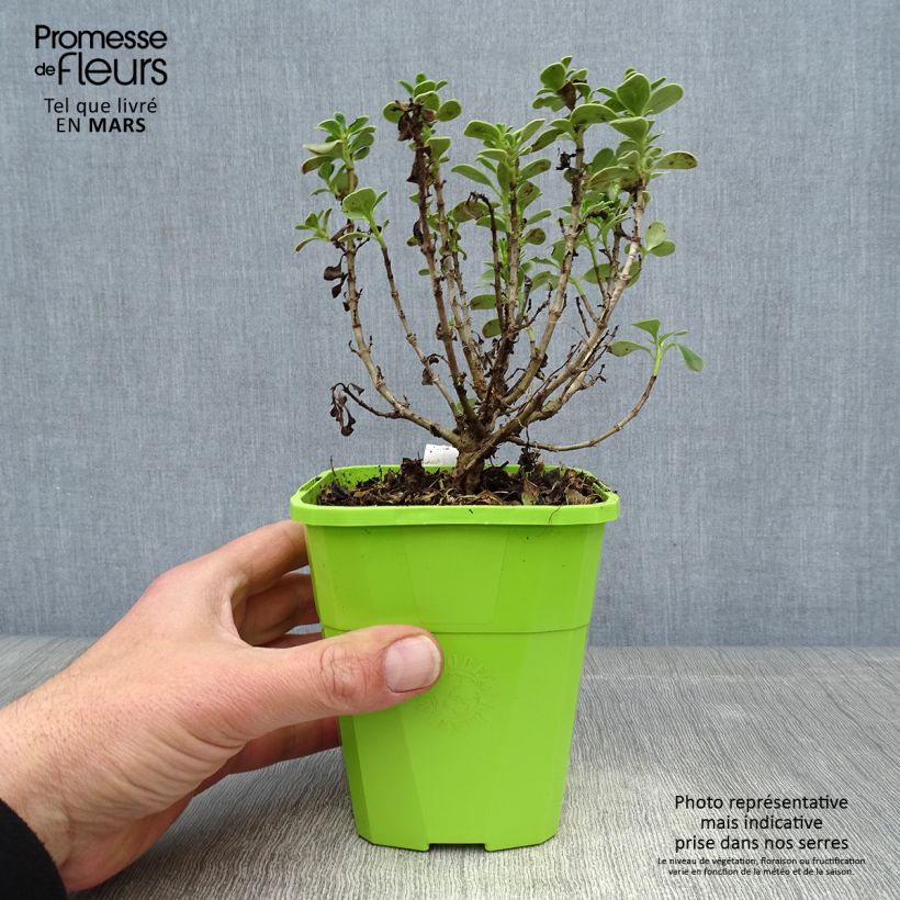 Exemplaar van Coprosma Mini Mac - Spiegelplant Pot van 3 l/4 l zoals geleverd in de lente