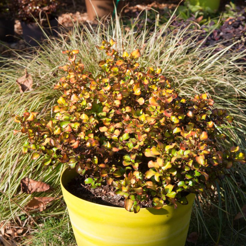 Coprosma Pina Colada - Spiegelplant (Groeiplaats)
