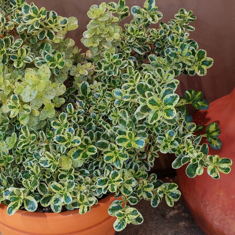 Coprosma repens Marble Queen - Spiegelplant (Plant habit)