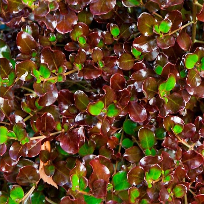 Coprosma Pacific Night - Spiegelplant (Foliage)