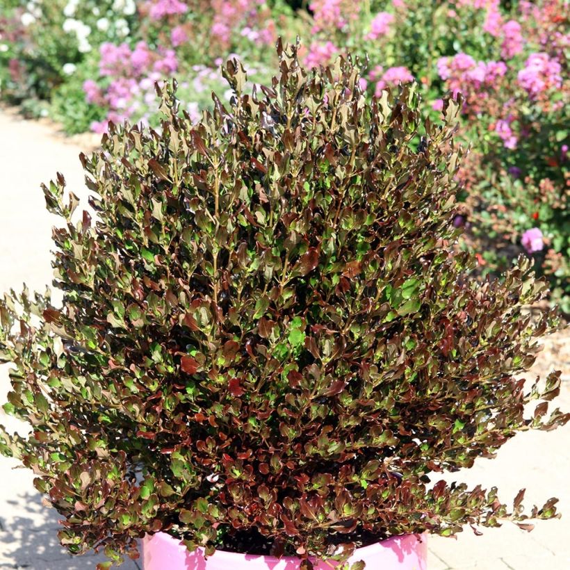 Coprosma Pacific Night - Spiegelplant (Plant habit)