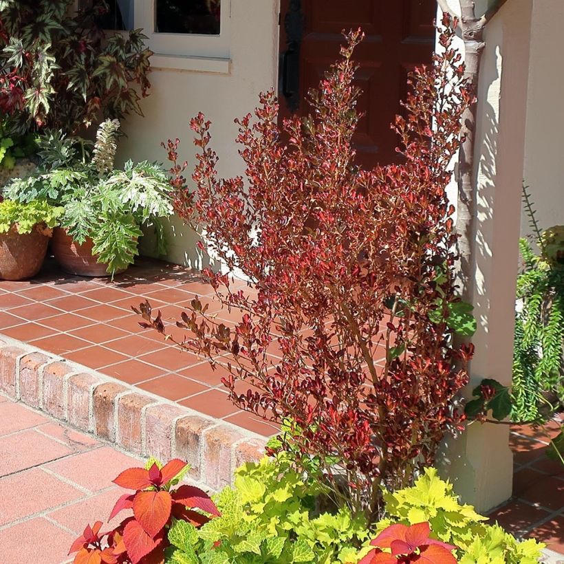 Coprosma Pacific Sunset - Spiegelplant (Plant habit)