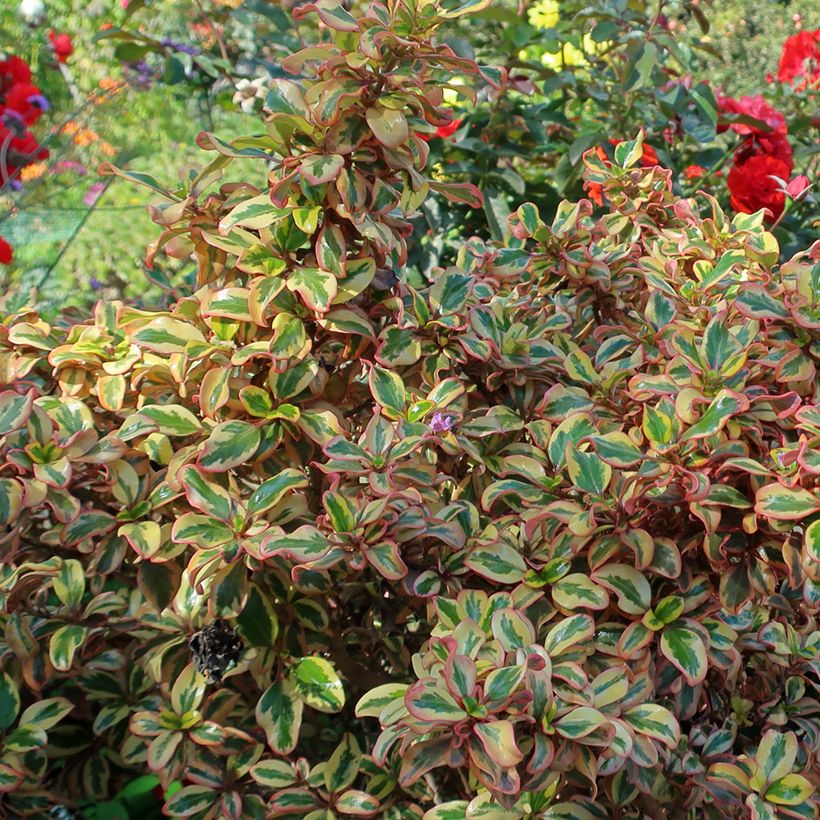 Coprosma repens Pink Splendor - Spiegelplant (Foliage)