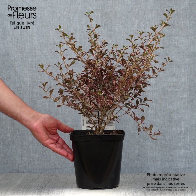 Exemplaar van Coprosma Fire Burst - Spiegelplant Pot van 3 l/4 l zoals geleverd in de zomer
