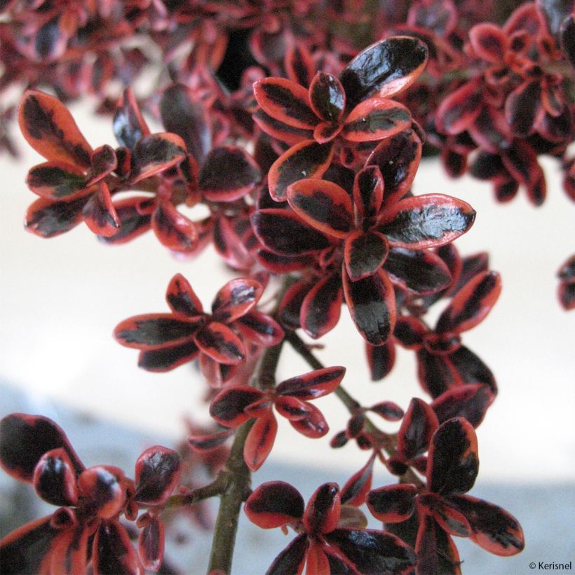 Coprosma Fire Burst - Spiegelplant (Foliage)
