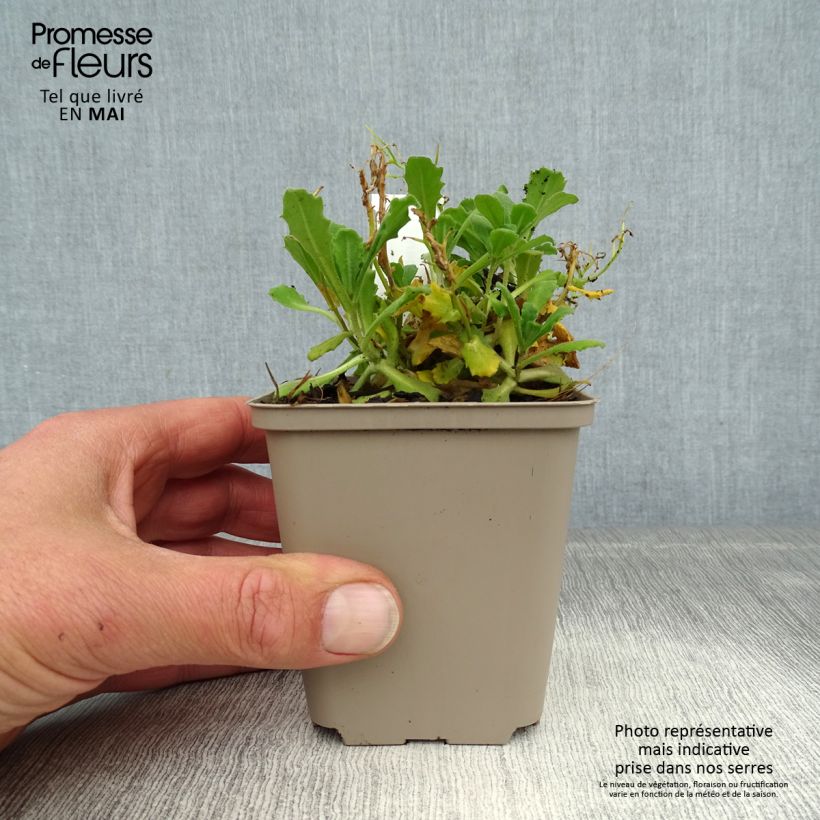 Exemplaar van Arabis caucasica Bakkely - Randjesbloem Kweekpotje van 8/9 cm zoals geleverd in de lente