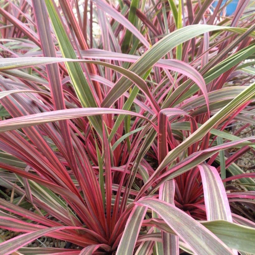 Cordyline Can Can - Koolpalm (Plant habit)