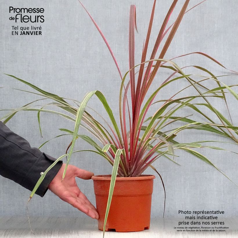 Example of Cordyline Can Can Pot van 2 l/3 l as you get in hiver