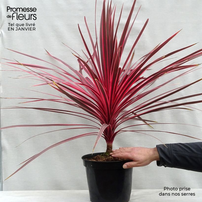 Example of Cordyline Charlie boy® Pot van 4 l/5 l as you get in hiver