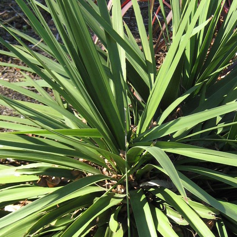 Cordyline Ti Tawhiti - Koolpalm (Blad)
