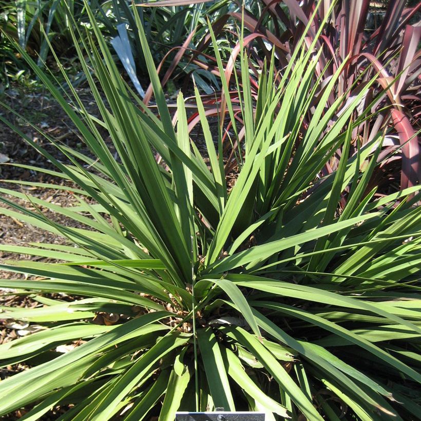 Cordyline Ti Tawhiti - Koolpalm (Groeiplaats)