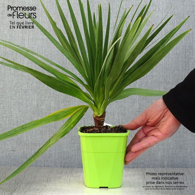 Exemplaar van Cordyline Ti Tawhiti - Koolpalm Pot van 1 l/1,5 l zoals geleverd in de winter