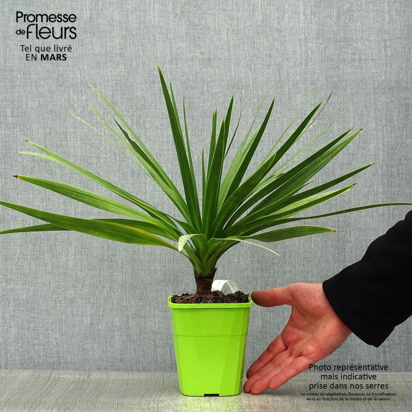Exemplaar van Cordyline Ti Tawhiti - Koolpalm Pot van 1 l/1,5 l zoals geleverd in de lente