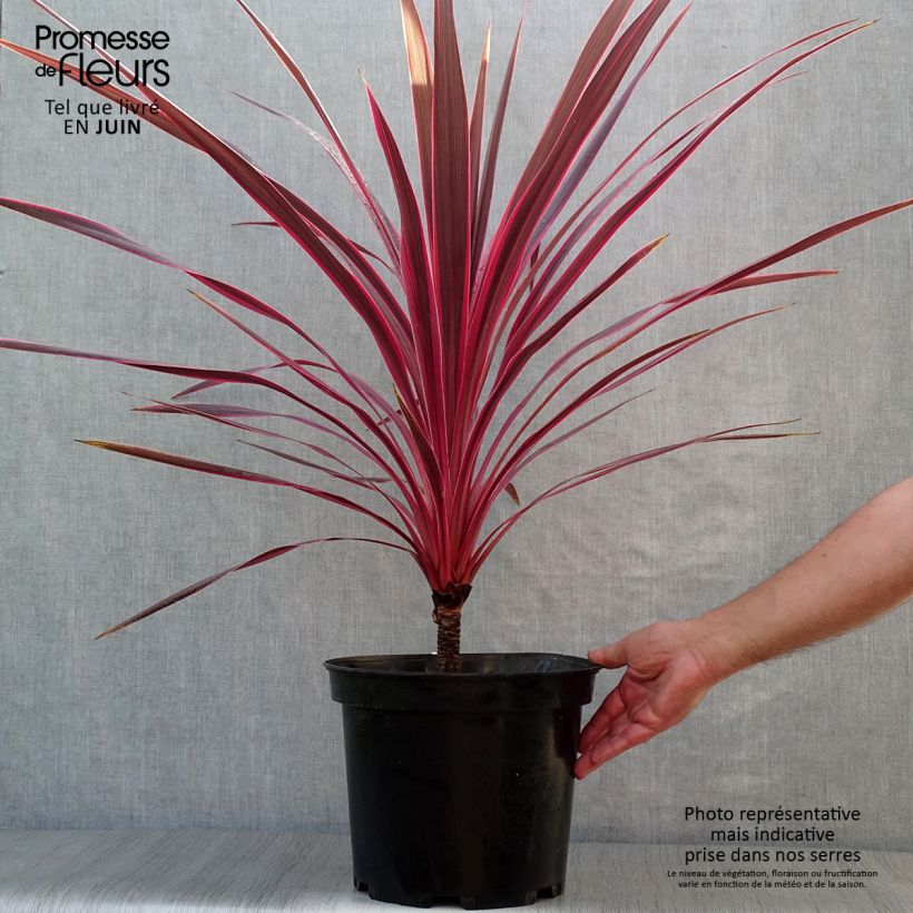 Exemplaar van Cordyline australis Cherry Sensation - Koolpalm Pot van 6 l/7 l zoals geleverd in de zomer