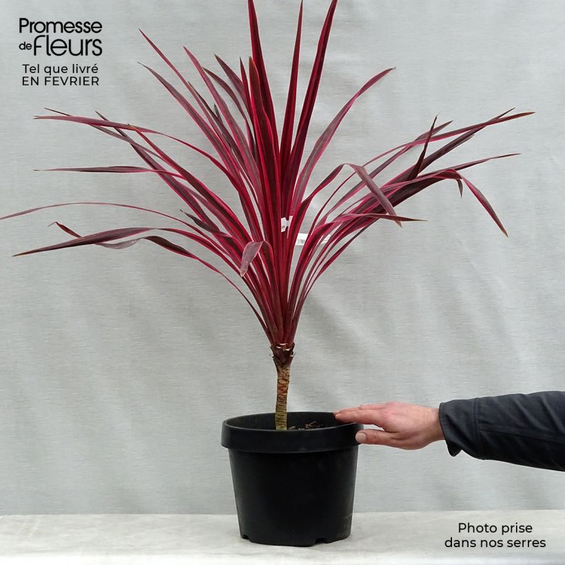 Example of Cordyline australis Cherry Sensation Pot van 6 l/7 l as you get in hiver