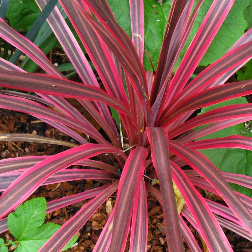 Cordyline australis Cherry Sensation - Koolpalm (Foliage)
