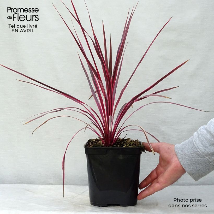 Exemplaar van Cordyline australis Cherry Sensation - Koolpalm Pot van 2 l/3 l zoals geleverd in de lente