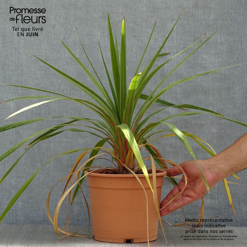 Exemplaar van Cordyline australis Peko - Koolpalm Pot van 3 l/4 l zoals geleverd in de zomer