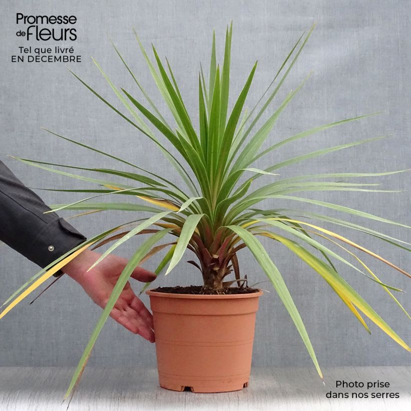 Example of Cordyline australis Peko Pot van 3 l/4 l as you get in hiver
