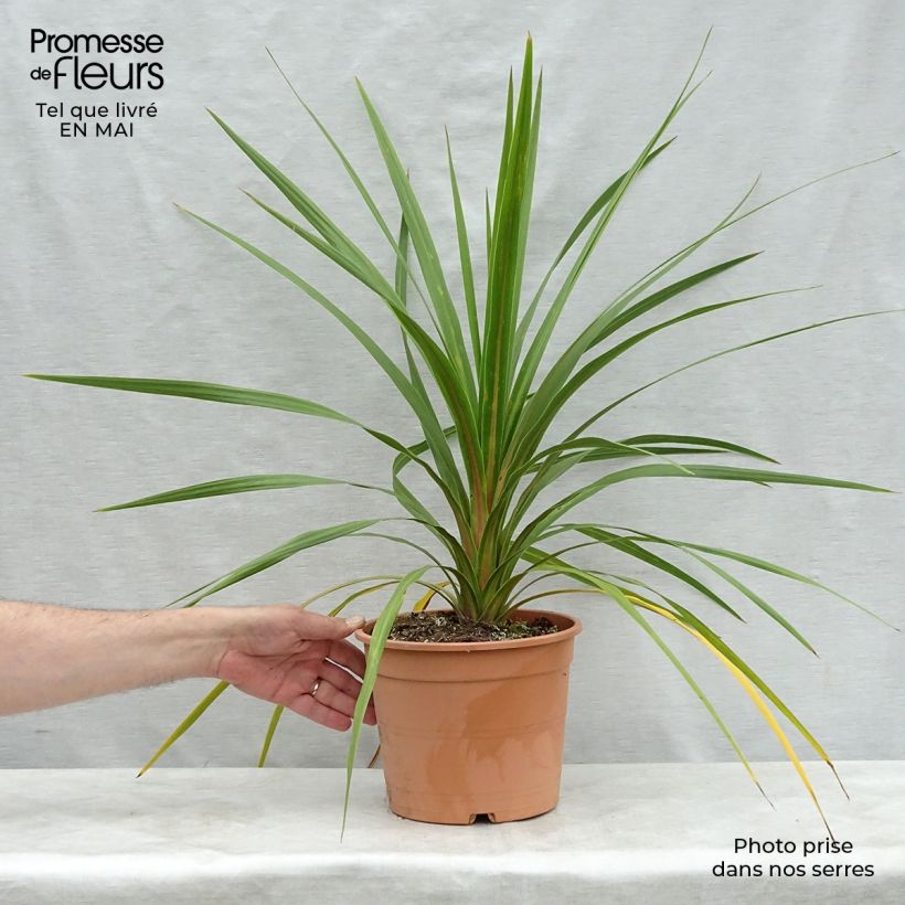 Exemplaar van Cordyline australis Peko - Koolpalm Pot van 3 l/4 l zoals geleverd in de lente