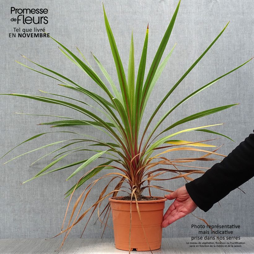 Exemplaar van Cordyline australis Peko - Koolpalm Pot van 3 l/4 l zoals geleverd in de herfst
