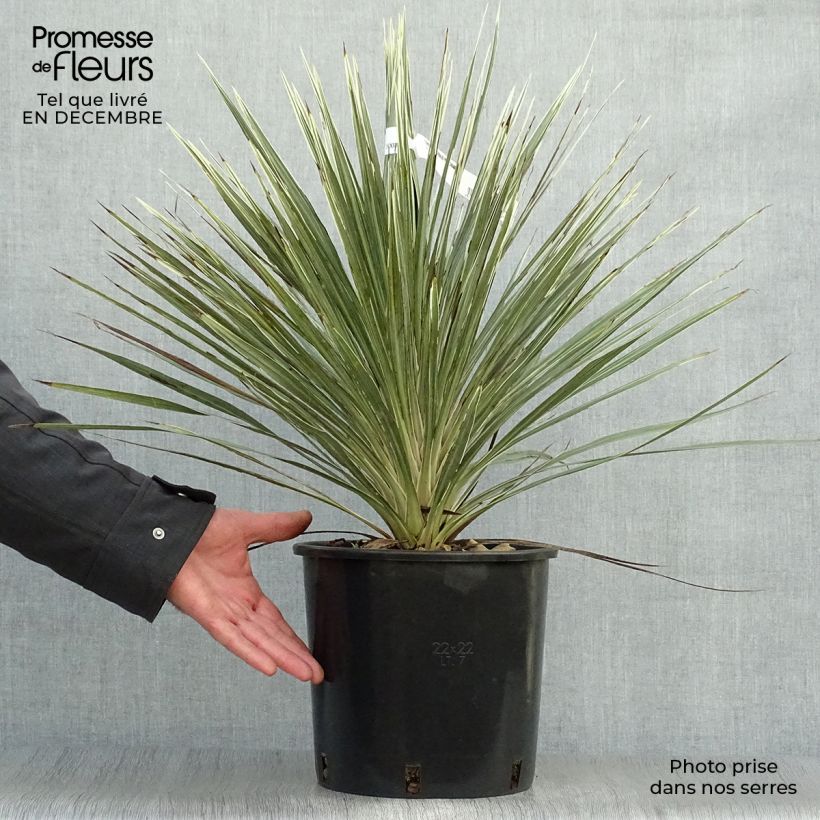 Example of Cordyline australis Pink Champagne Pot van 3 l/4 l as you get in hiver