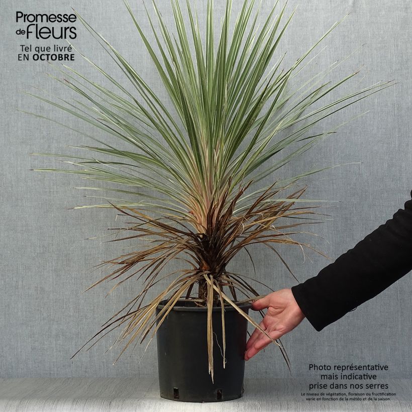 Exemplaar van Cordyline australis Pink Champagne - Koolpalm Pot van 3 l/4 l zoals geleverd in de herfst