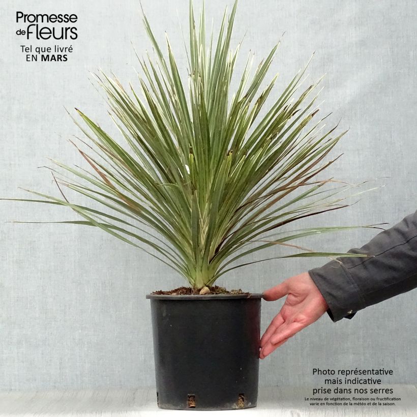 Exemplaar van Cordyline australis Pink Champagne - Koolpalm Pot van 3 l/4 l zoals geleverd in de lente