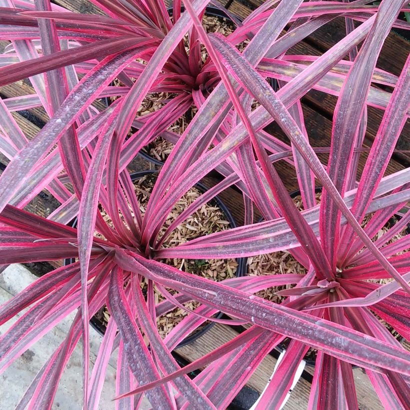 Cordyline australis Pink Passion - Koolpalm (Flowering)