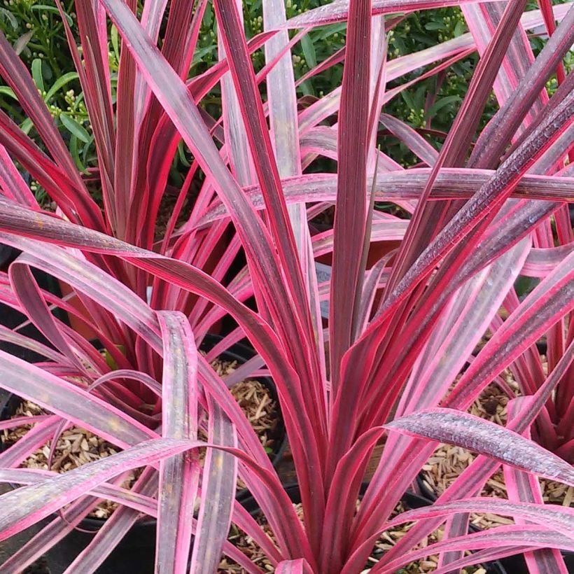 Cordyline australis Pink Passion - Koolpalm (Foliage)