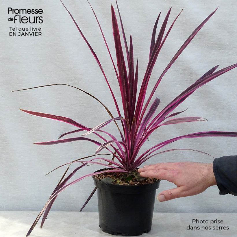 Example of Cordyline australis Pink passion Pot van 2 l/3 l as you get in hiver