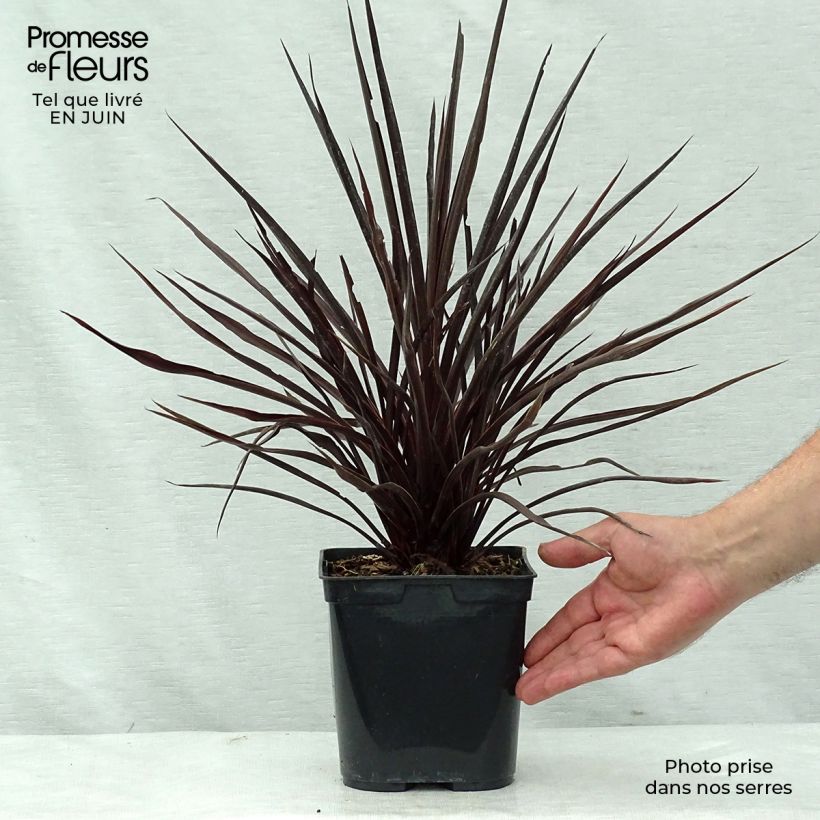 Exemplaar van Cordyline australis Red Star - Koolpalm Pot van 2 l/3 l zoals geleverd in de zomer