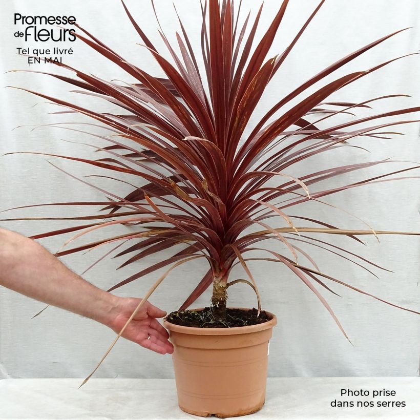 Exemplaar van Cordyline australis Red Star - Koolpalm Pot van 7,5 l/10 l zoals geleverd in de lente