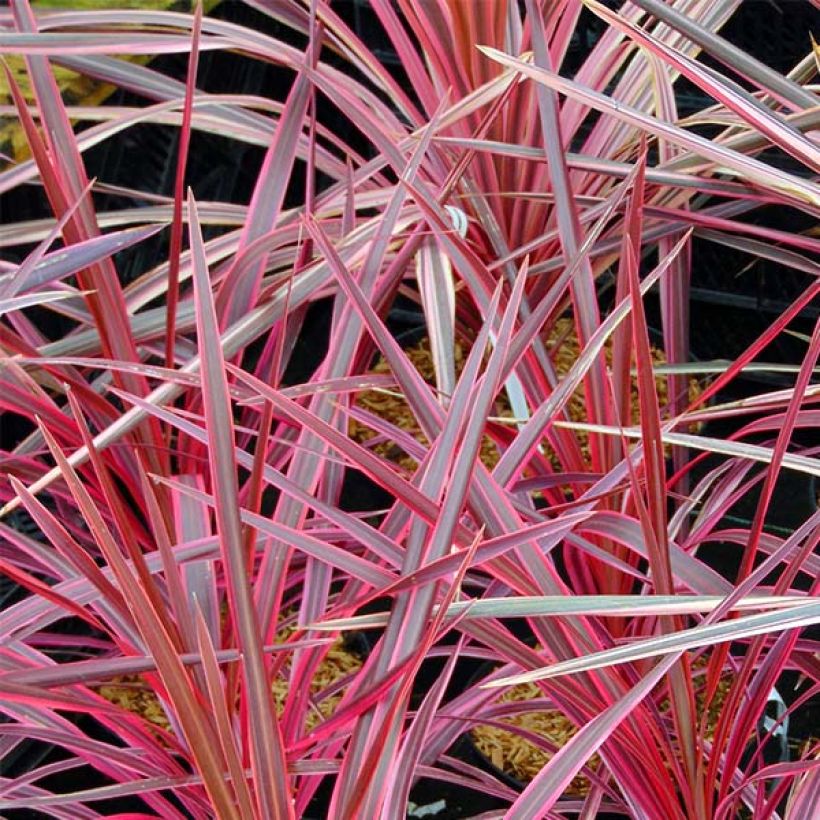 Cordyline australis Southern Splendour - Koolpalm (Foliage)