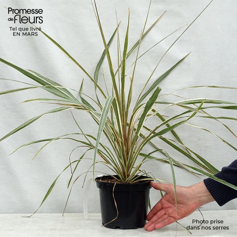 Exemplaar van Cordyline australis Torbay Dazzler - Koolpalm Pot van 2 l/3 l zoals geleverd in de lente