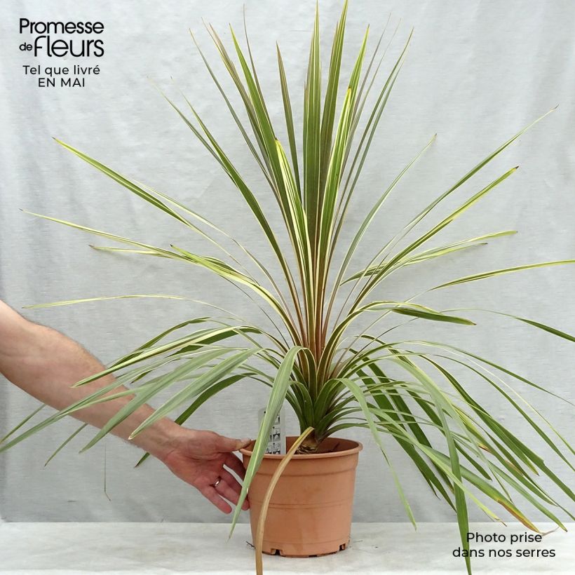 Exemplaar van Cordyline australis Torbay Dazzler - Koolpalm Pot van 4 l/5 l zoals geleverd in de lente