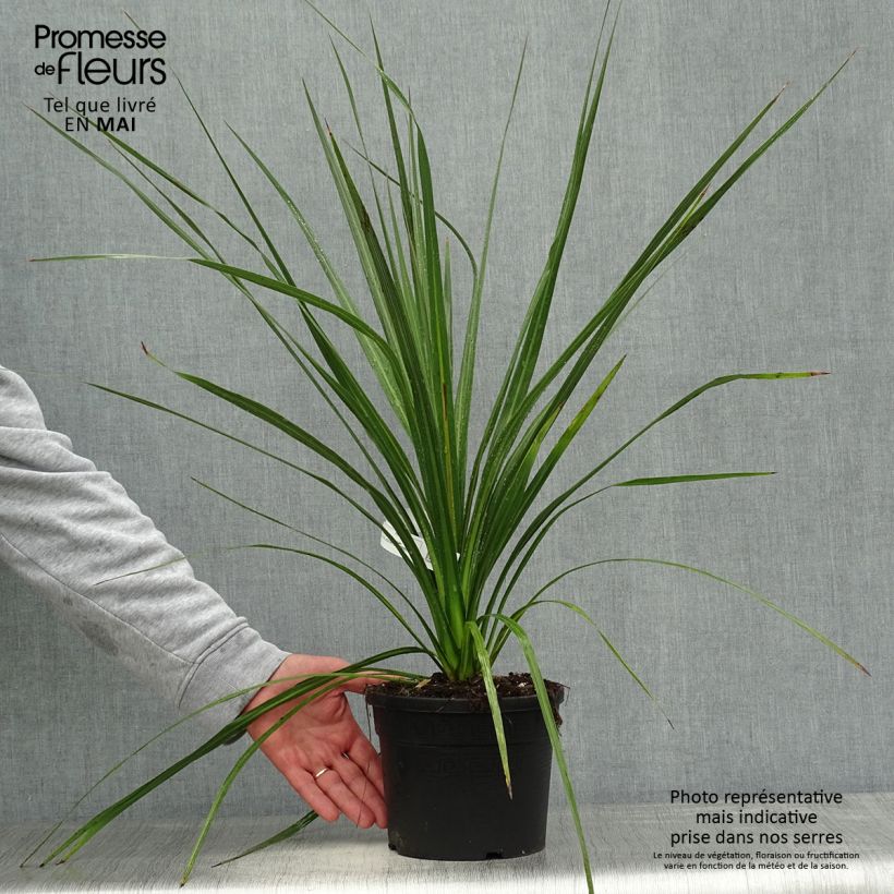 Exemplaar van Cordyline australis Pot van 3 l/4 l zoals geleverd in de lente