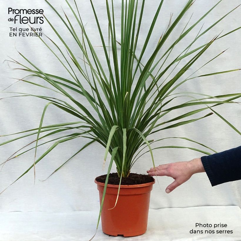 Example of Cordyline australis Pot van 6 l/7 l as you get in hiver