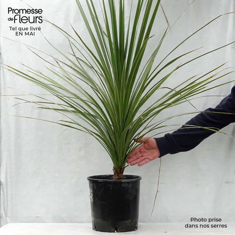Exemplaar van Cordyline australis Pot van 6 l/7 l zoals geleverd in de lente