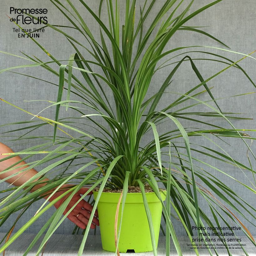 Exemplaar van Cordyline australis Pot van 6 l/7 l zoals geleverd in de zomer
