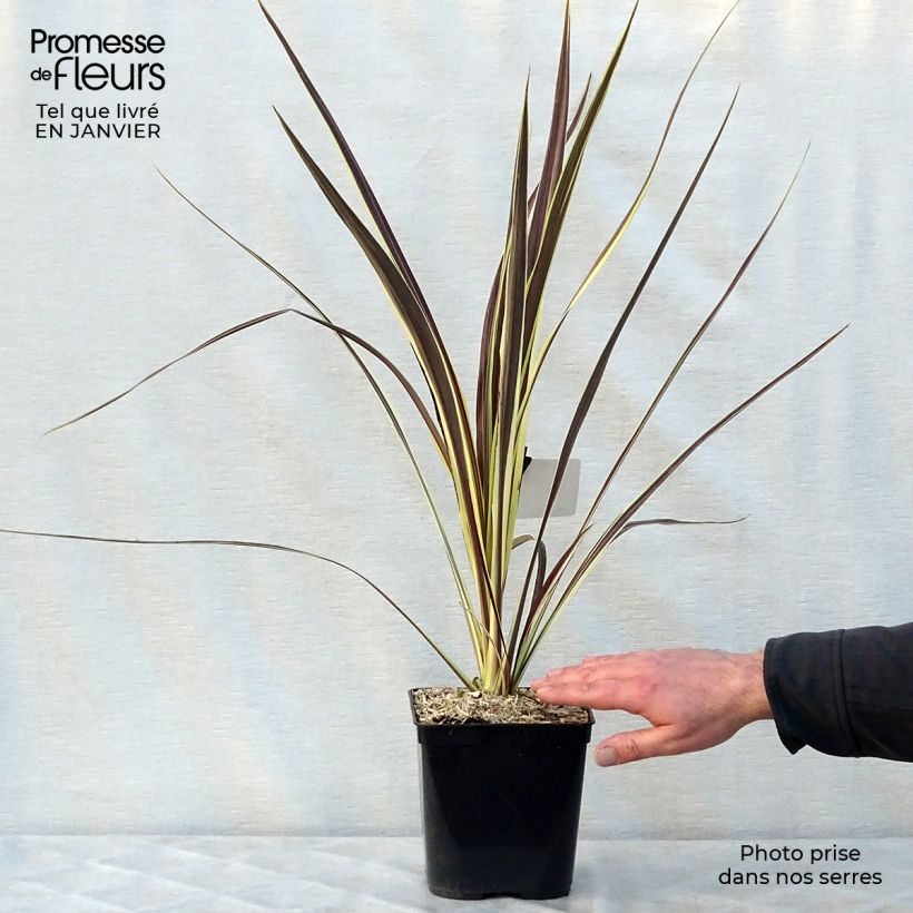 Example of Cordyline banksii Electric Flash - Cordyline Pot van 3 l/4 l as you get in hiver