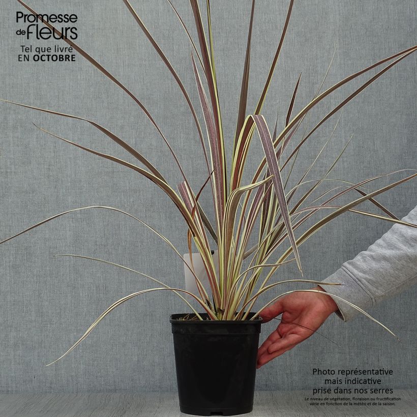 Exemplaar van Cordyline banksii Electric Flash - Koolpalm Pot van 3 l/4 l zoals geleverd in de herfst