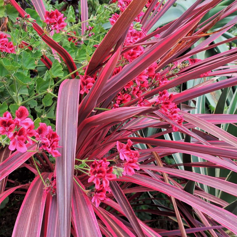 Cordyline banksii Electric Pink - Koolpalm (Foliage)