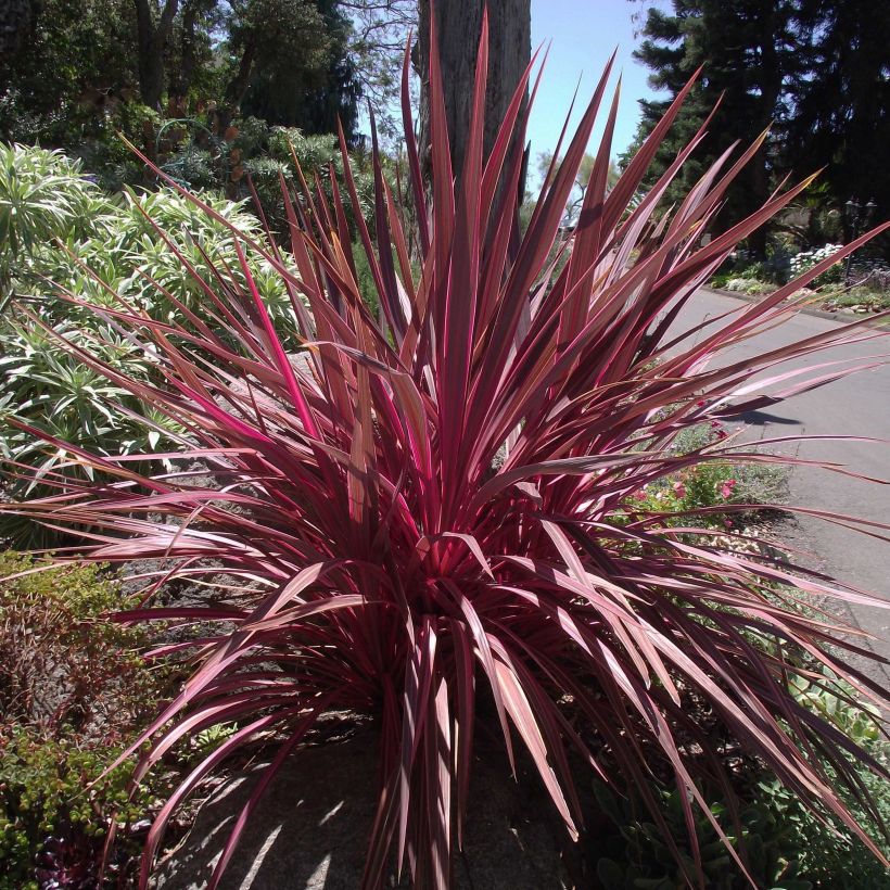 Cordyline banksii Electric Pink - Koolpalm (Plant habit)