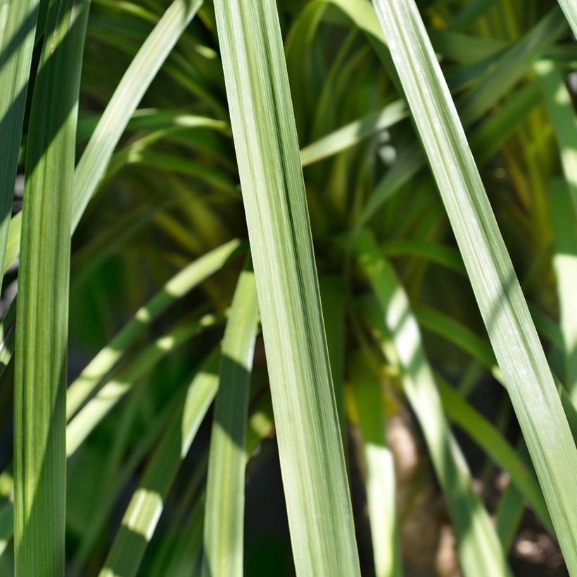 Cordyline indivisa (Blad)