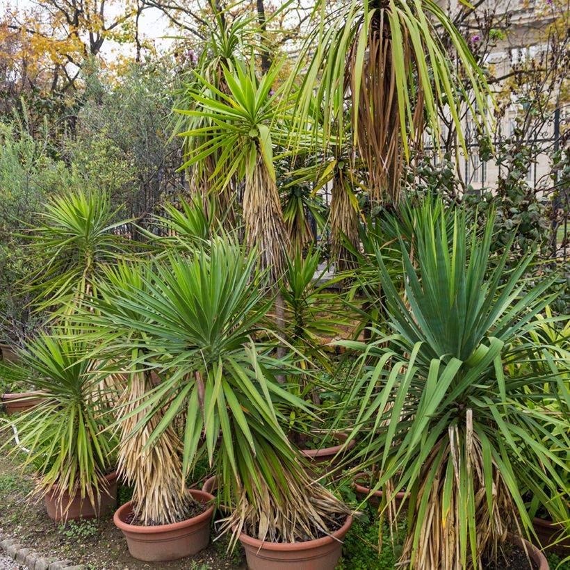 Cordyline indivisa (Groeiplaats)