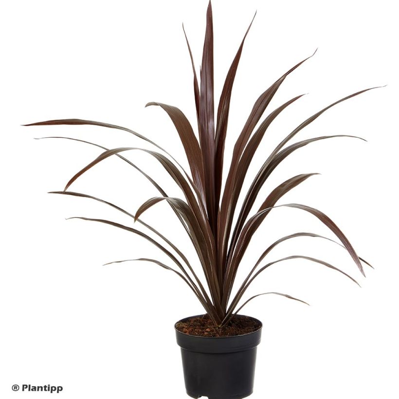 Cordyline obtecta Superstar - Koolpalm (Groeiplaats)