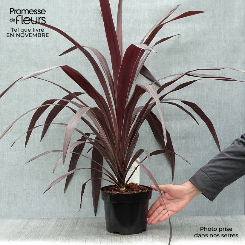 Exemplaar van Cordyline obtecta Superstar - Koolpalm Pot van 3 l/4 l zoals geleverd in de herfst