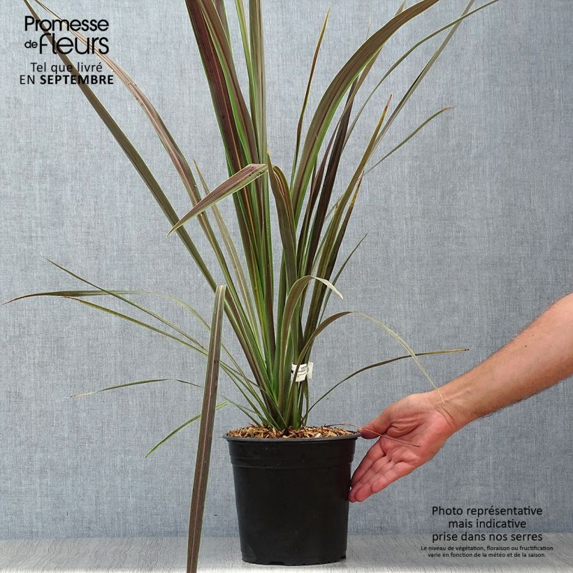 Exemplaar van Cordyline Electric Star - Koolpalm Pot van 3 l/4 l zoals geleverd in de herfst