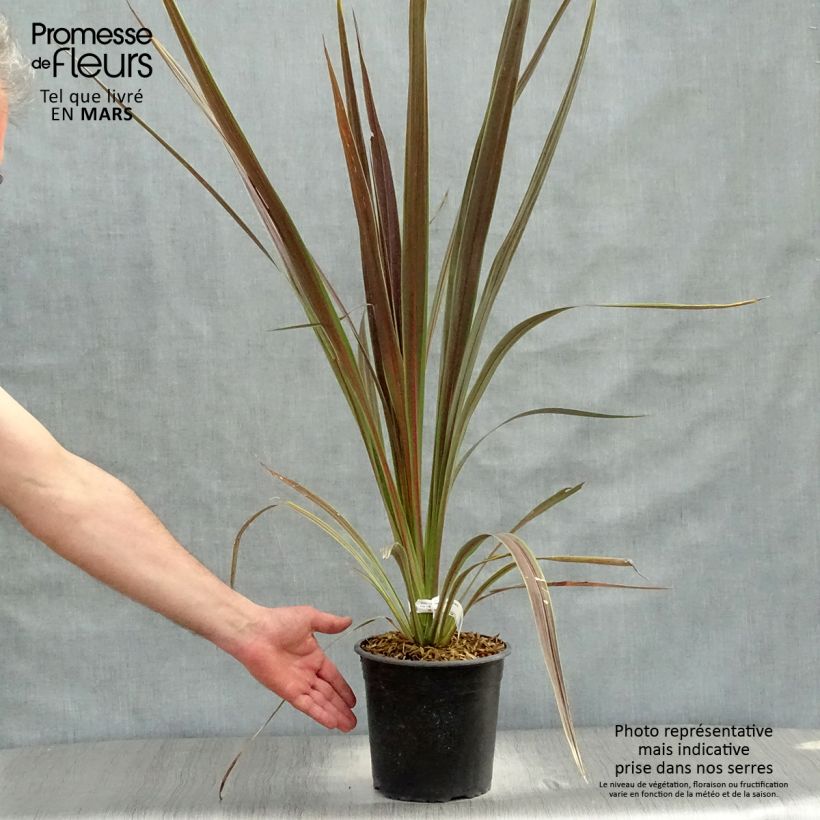 Exemplaar van Cordyline Electric Star - Koolpalm Pot van 3 l/4 l zoals geleverd in de lente